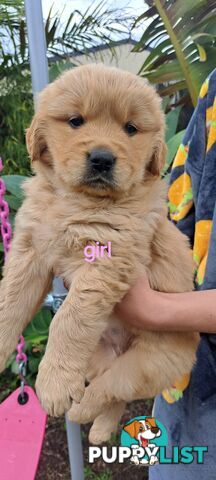 Pure golden retriever puppies