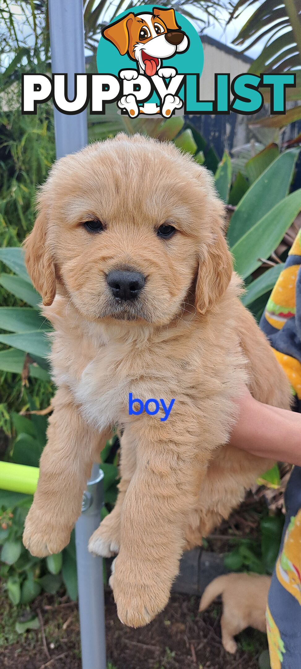 Pure golden retriever puppies