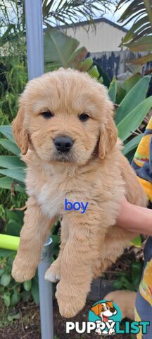 Pure golden retriever puppies