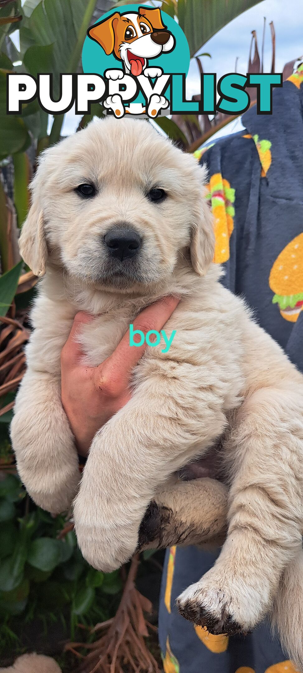 Pure golden retriever puppies