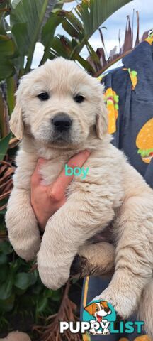 Pure golden retriever puppies