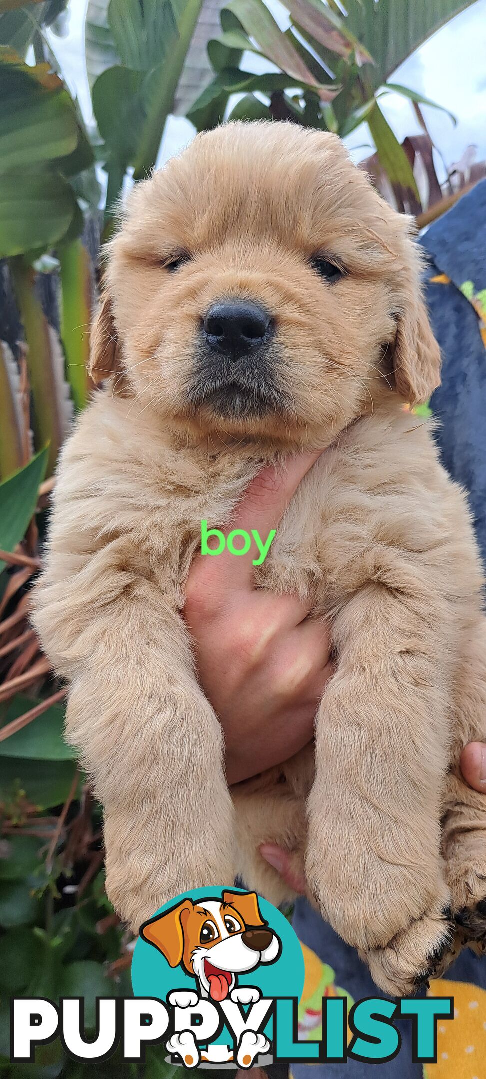 Pure golden retriever puppies