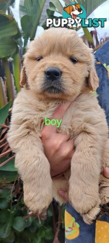 Pure golden retriever puppies