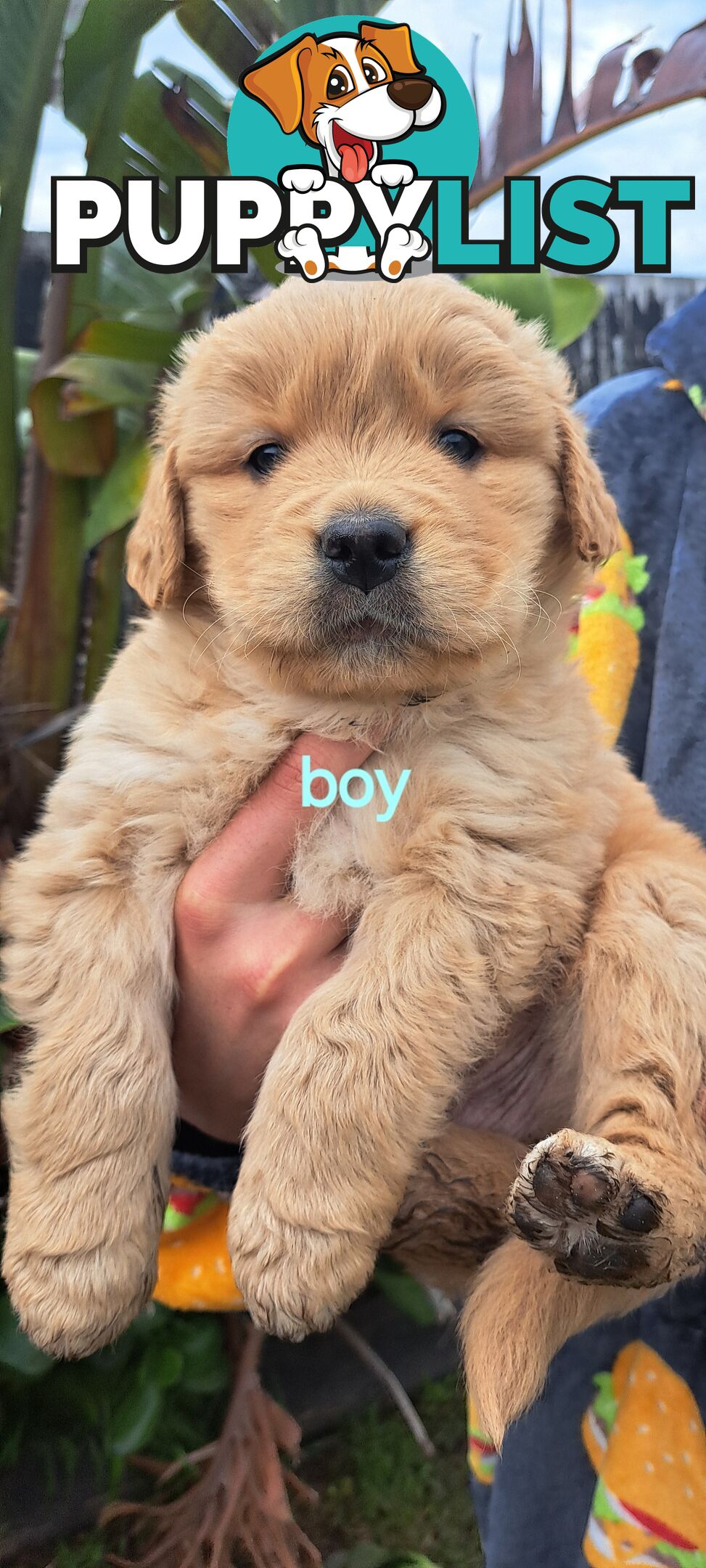 Pure golden retriever puppies