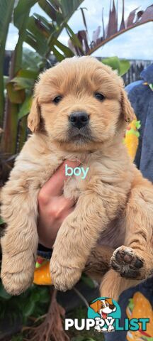 Pure golden retriever puppies