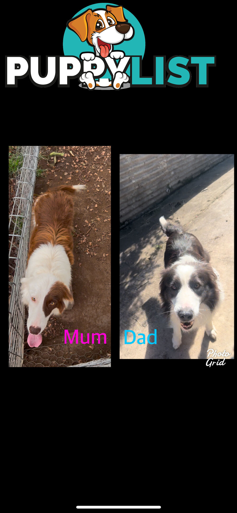 Purebred long coat Border Collie puppies