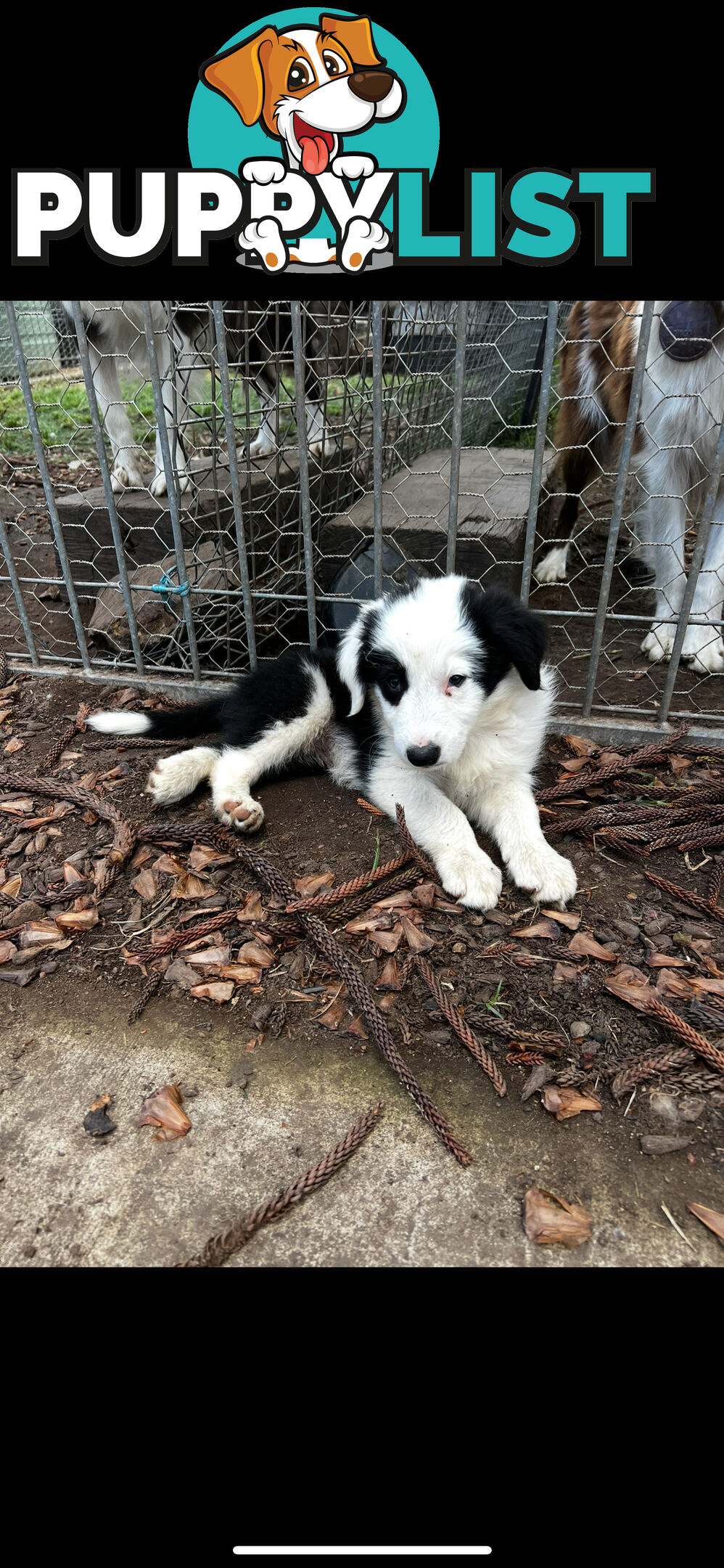 Purebred long coat Border Collie puppies