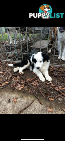 Purebred long coat Border Collie puppies