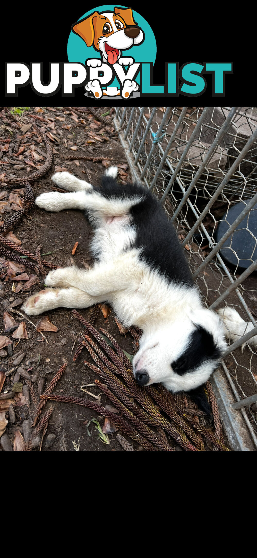 Purebred long coat Border Collie puppies