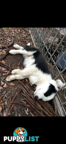 Purebred long coat Border Collie puppies