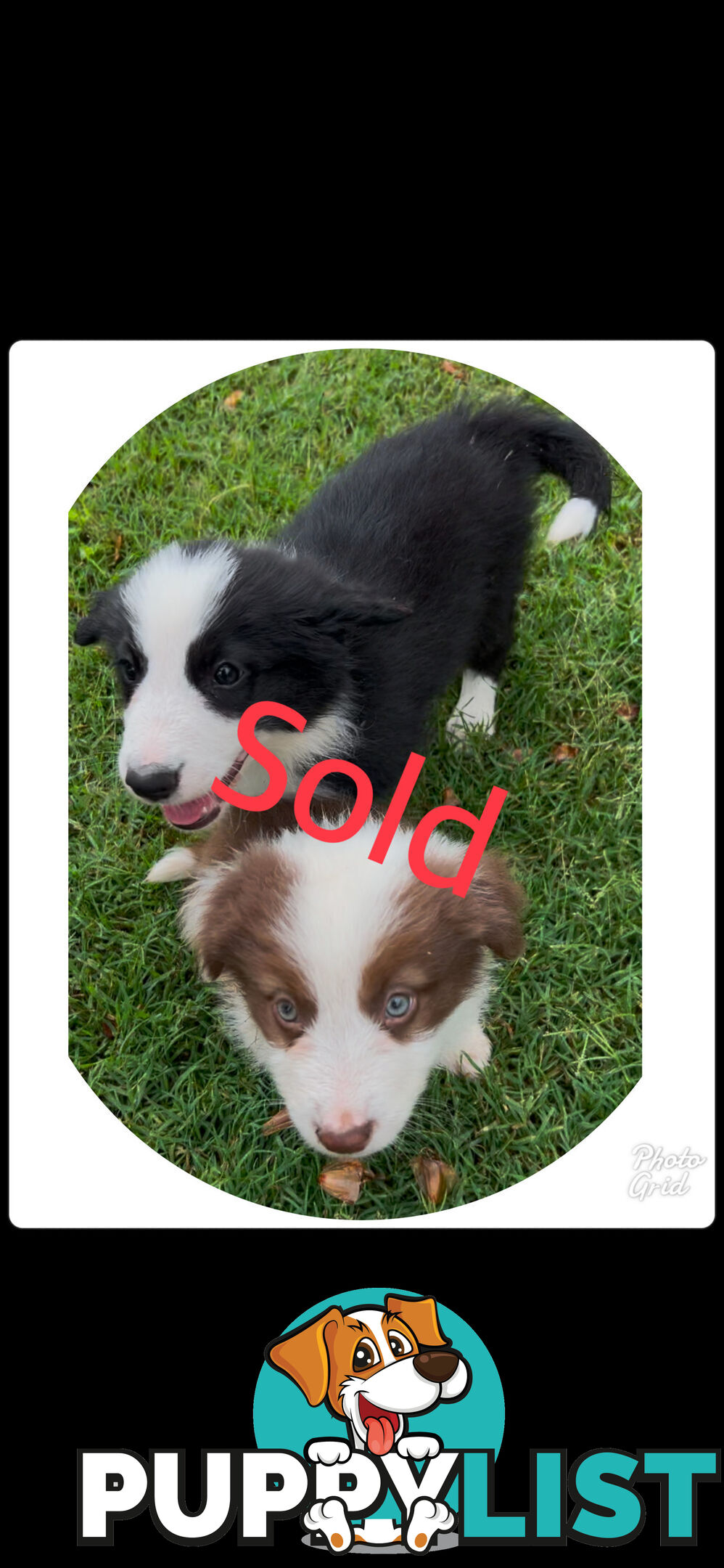 Purebred long coat Border Collie puppies