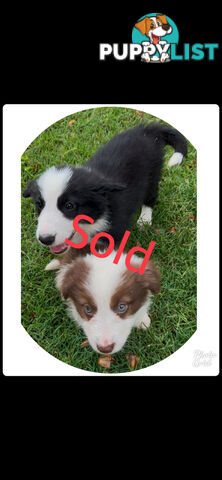 Purebred long coat Border Collie puppies