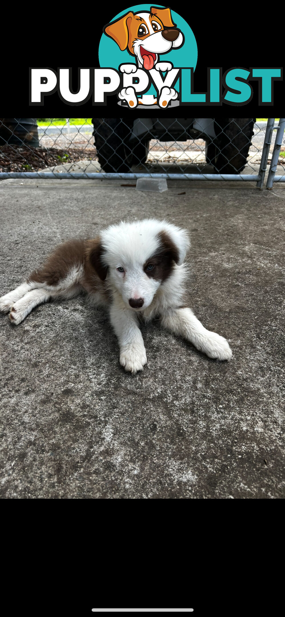 Purebred long coat Border Collie puppies