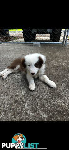 Purebred long coat Border Collie puppies