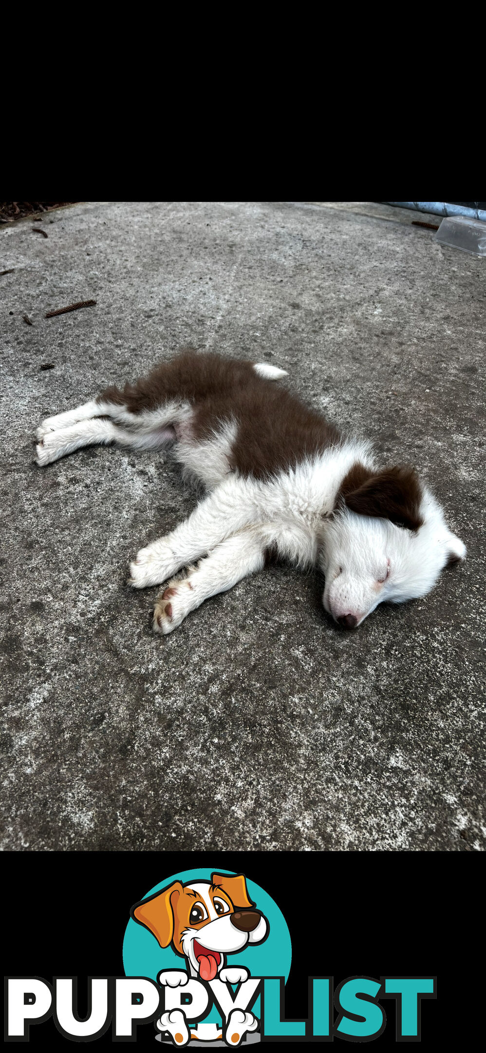 Purebred long coat Border Collie puppies