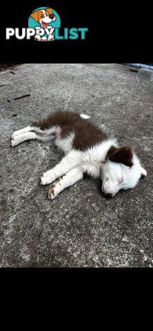 Purebred long coat Border Collie puppies