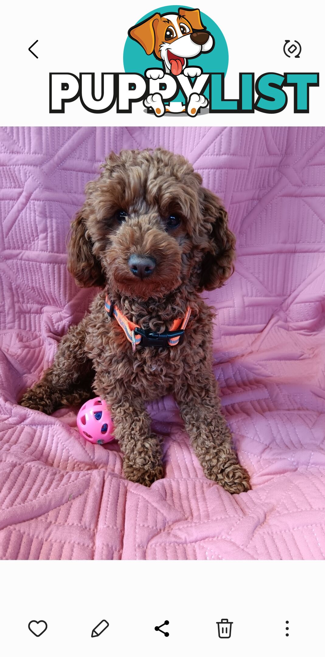 PURE RED TINY TOY POODLE - STUD SERVICE ONLY