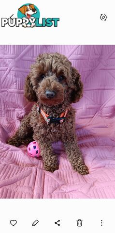 PURE RED TINY TOY POODLE - STUD SERVICE ONLY