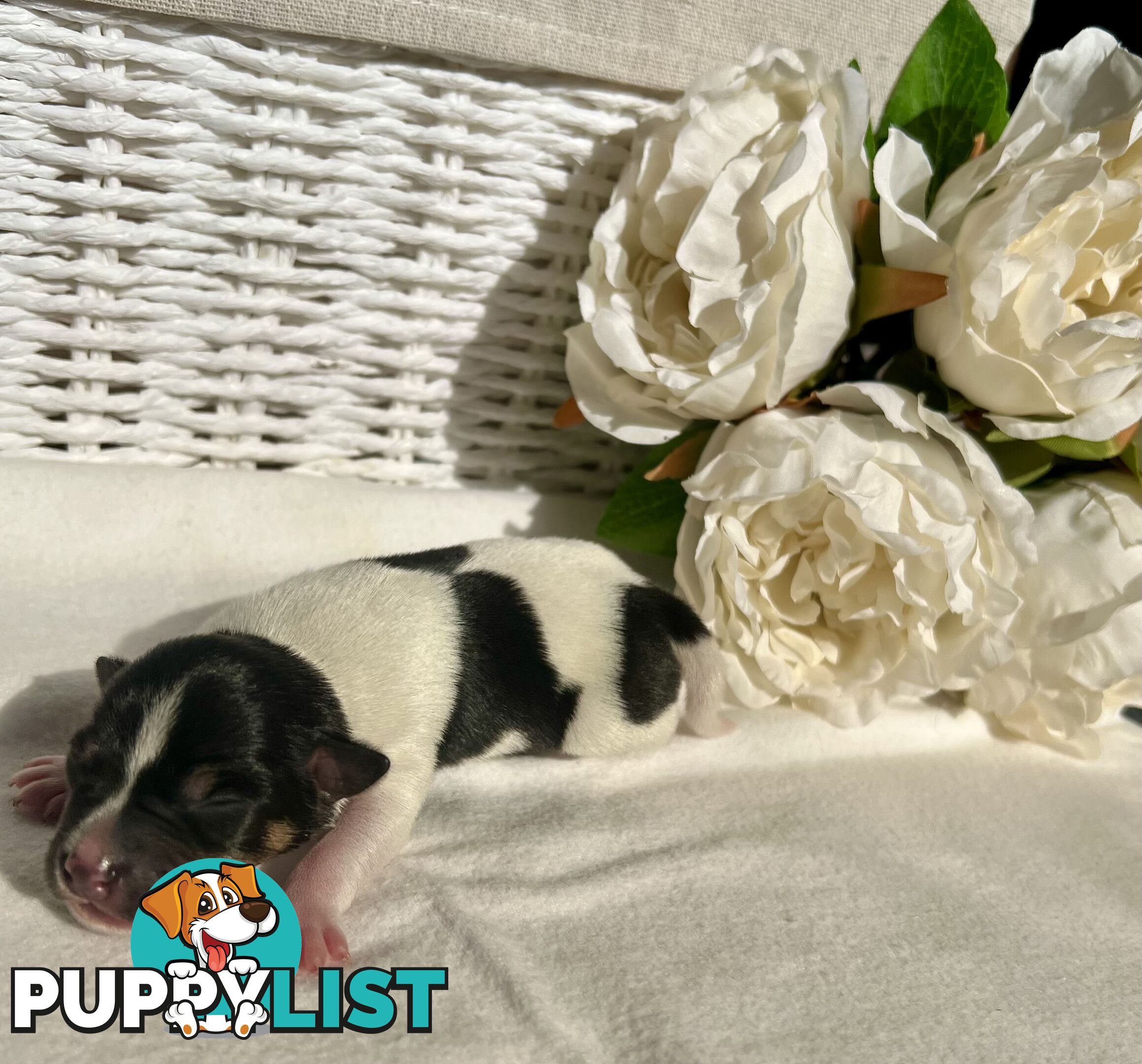 Mini Foxie Puppies - WA