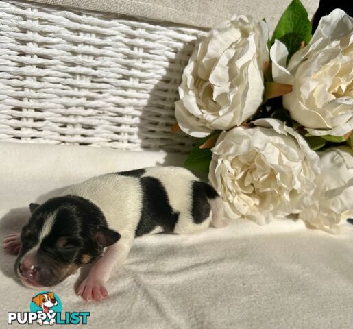 Mini Foxie Puppies - WA