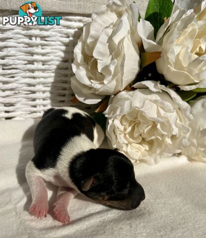 Mini Foxie Puppies - WA