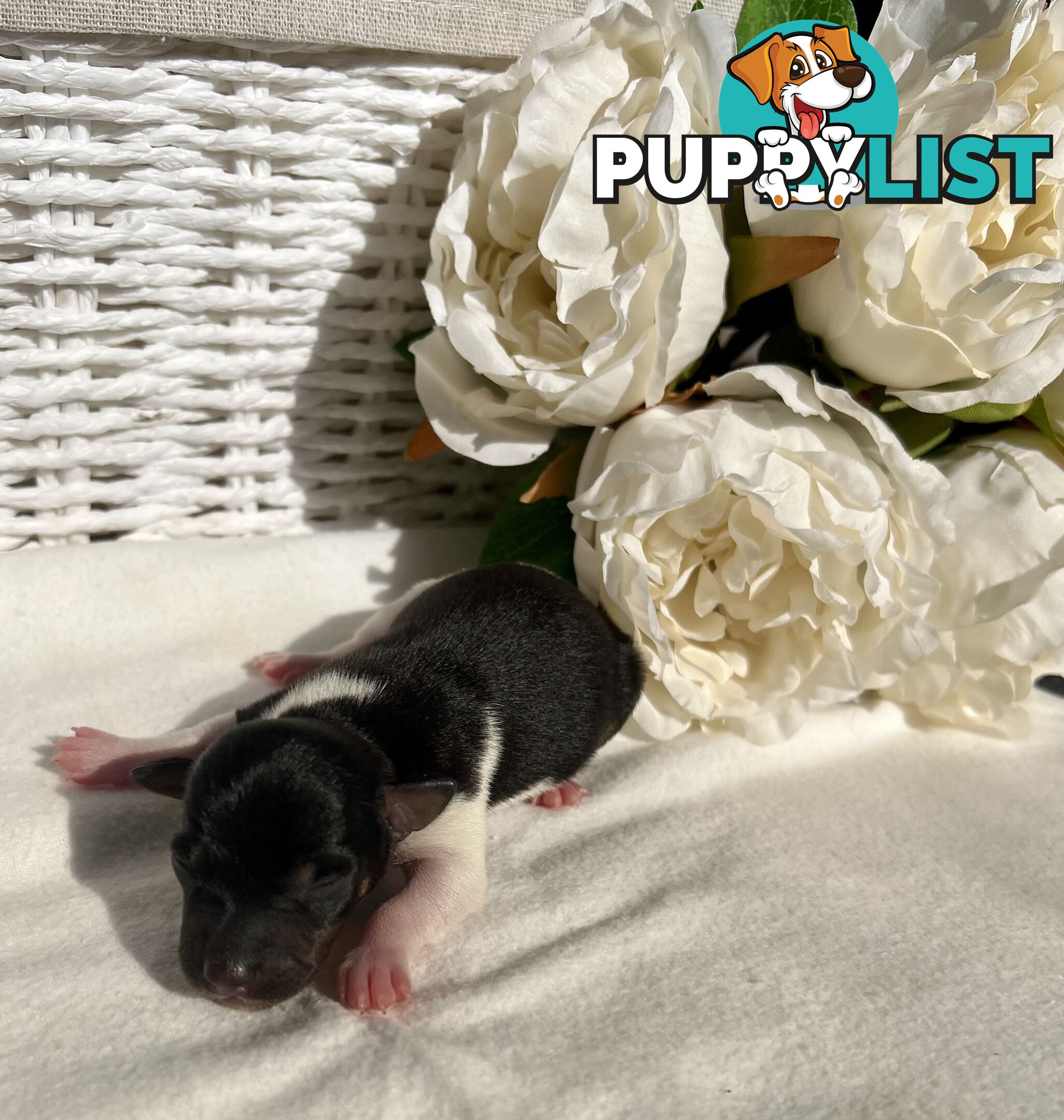 Mini Foxie Puppies - WA