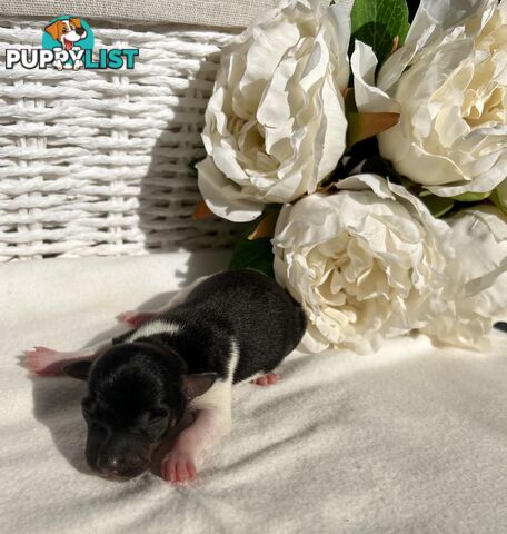 Mini Foxie Puppies - WA