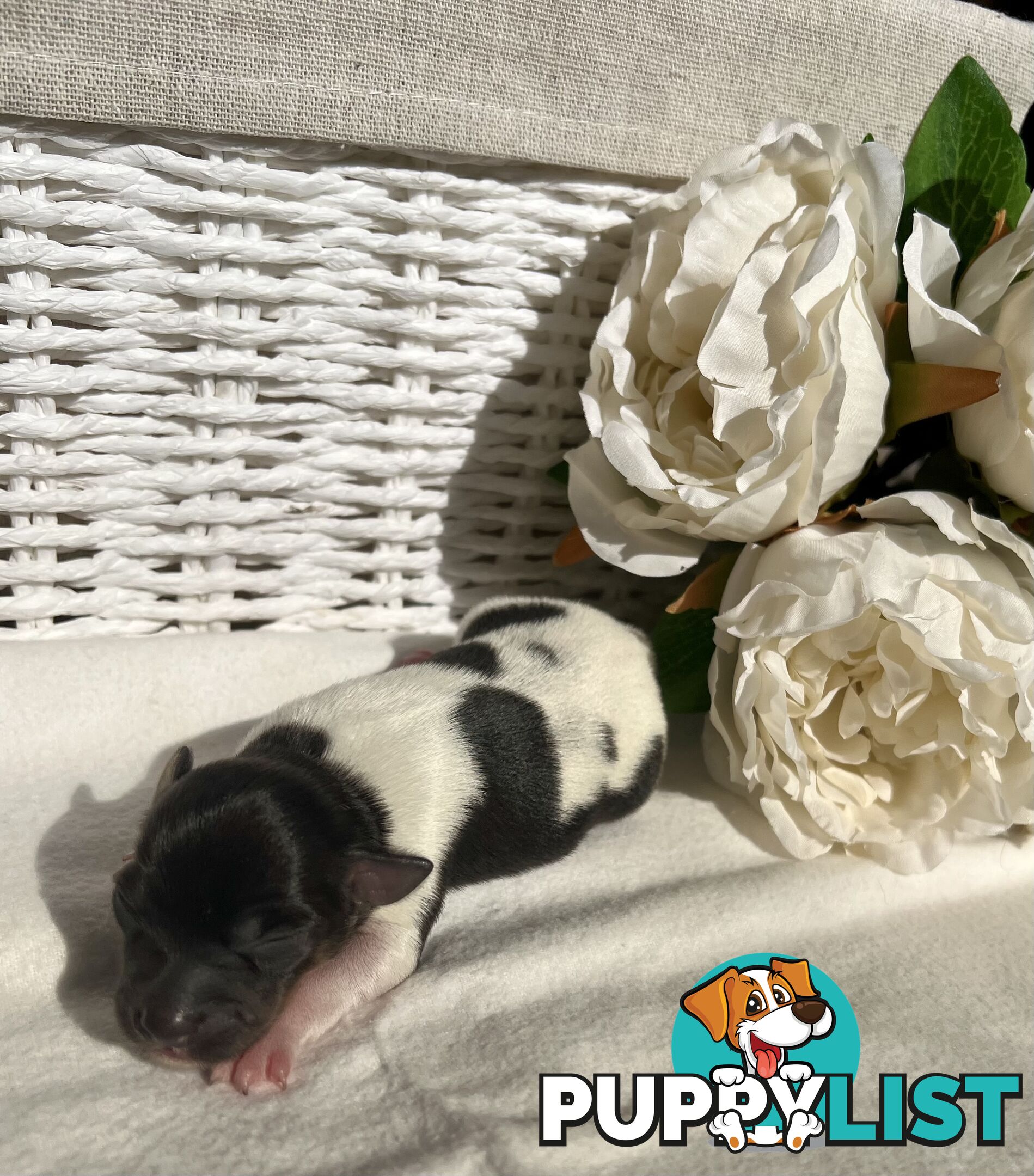 Mini Foxie Puppies - WA