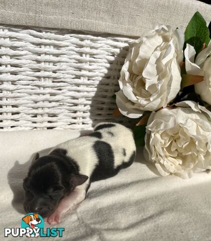 Mini Foxie Puppies - WA
