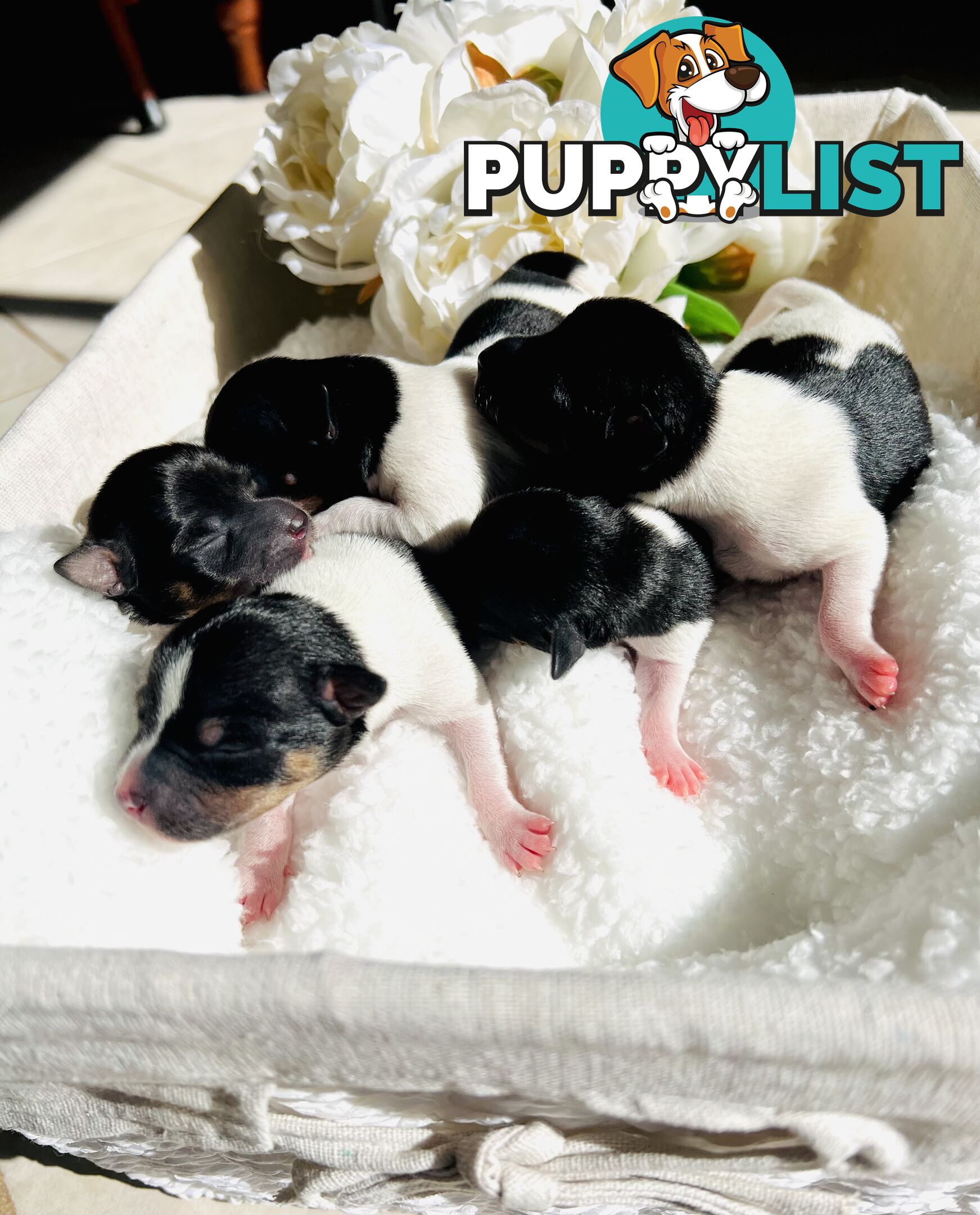 Mini Foxie Puppies - WA