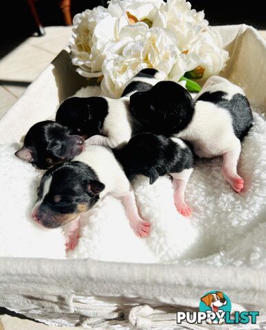 Mini Foxie Puppies - WA