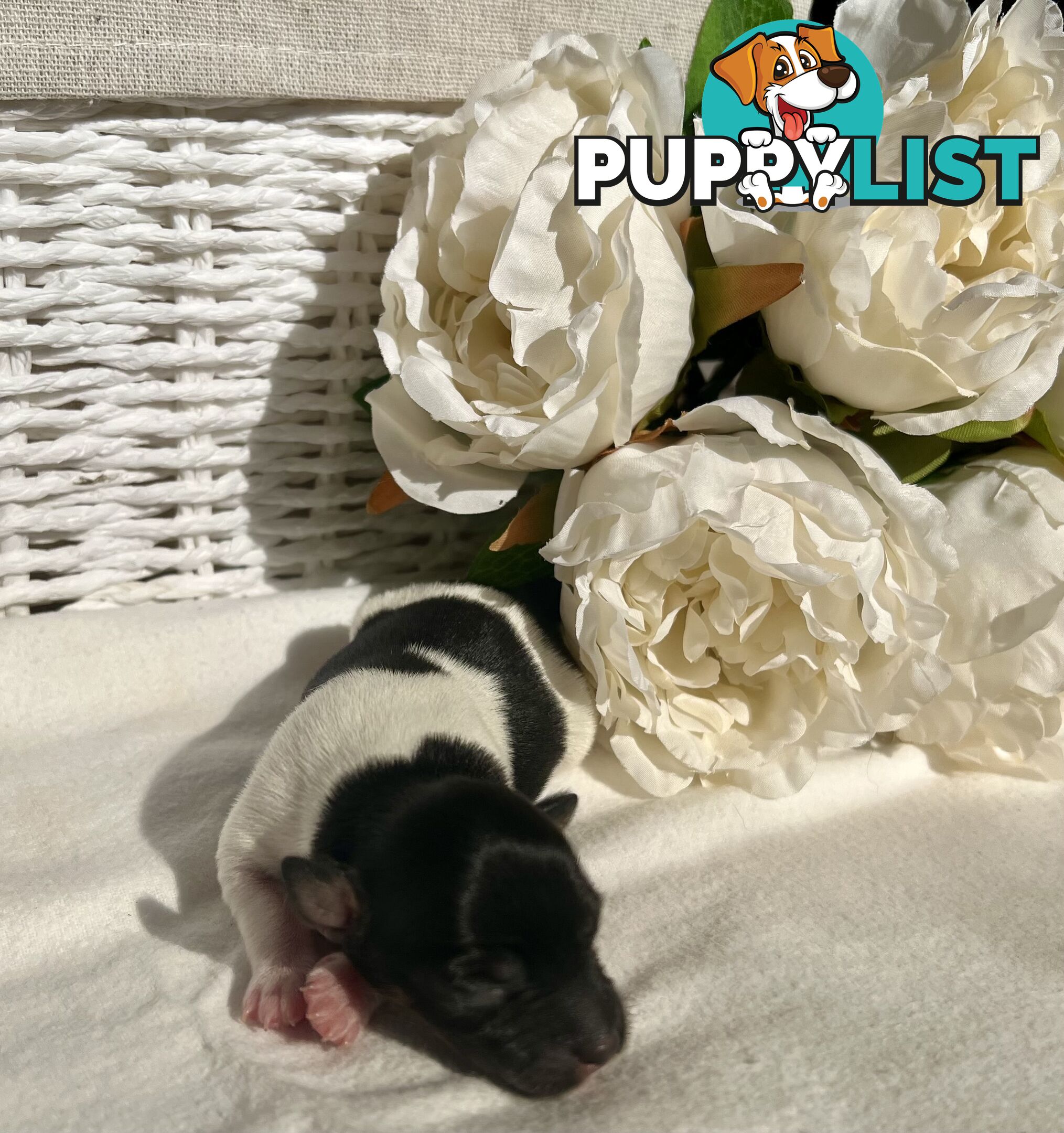Mini Foxie Puppies - WA