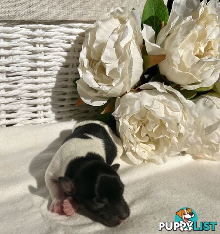 Mini Foxie Puppies - WA