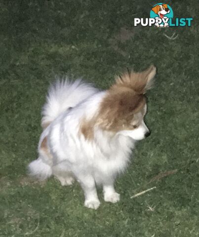 Papillon red and white male 8 months old