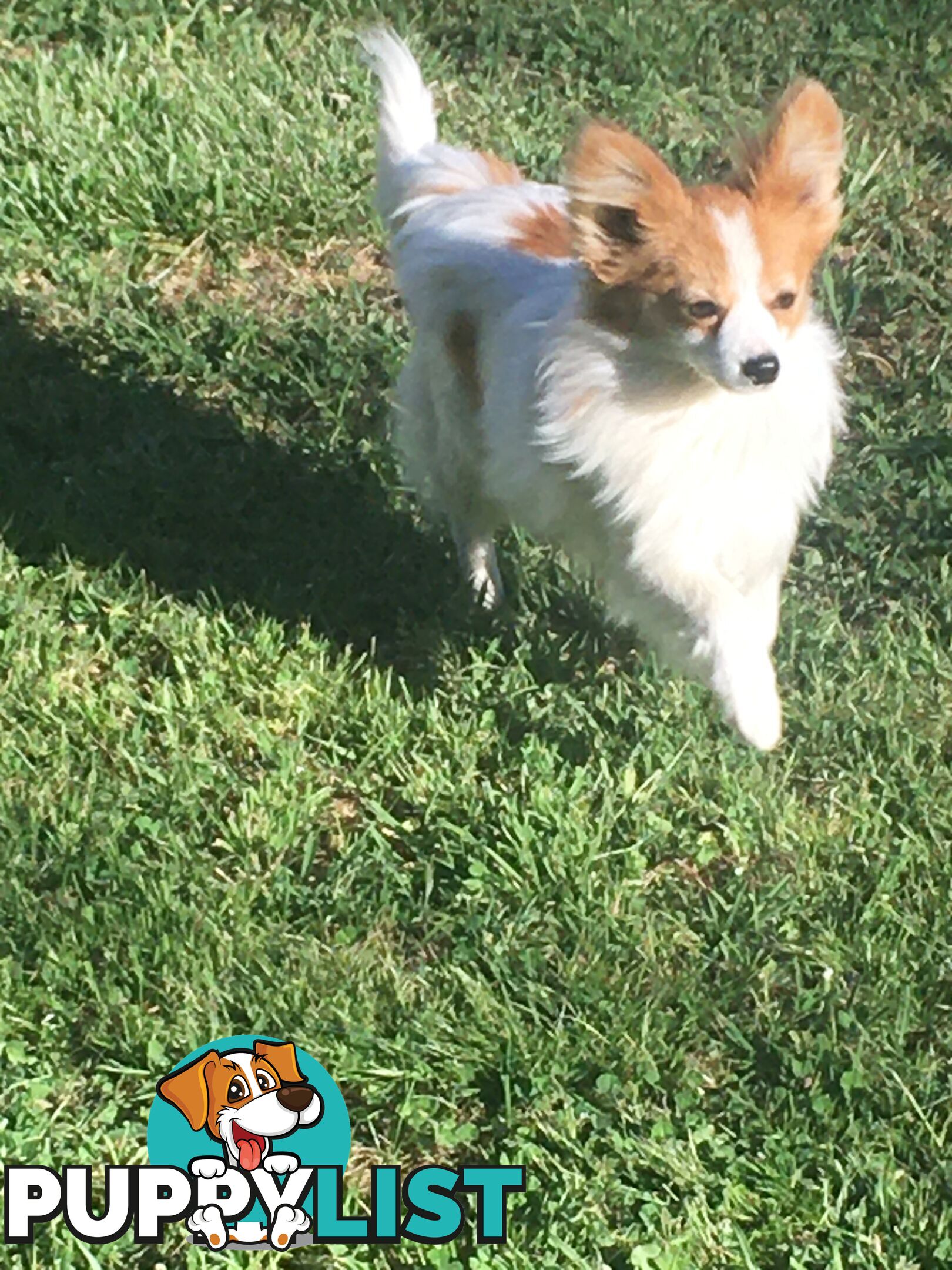 Papillon red and white male 8 months old