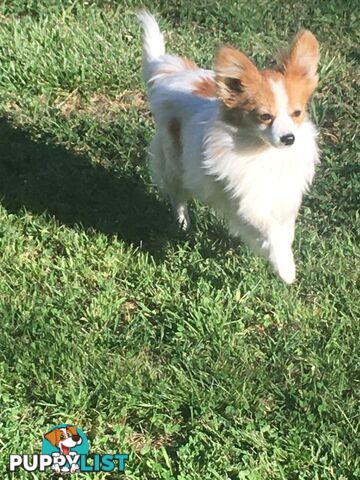 Papillon red and white male 8 months old