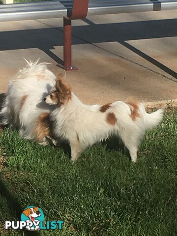 Papillon red and white male 8 months old