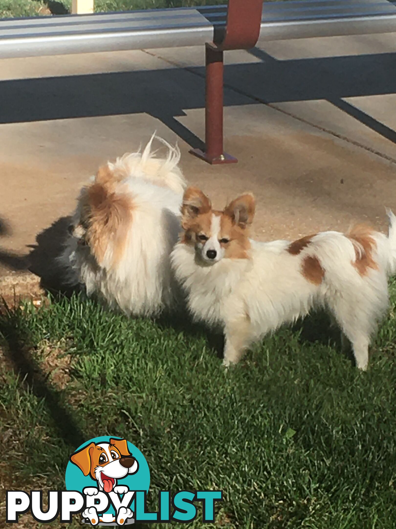 Papillon red and white male 8 months old