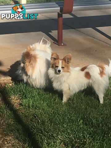 Papillon red and white male 8 months old