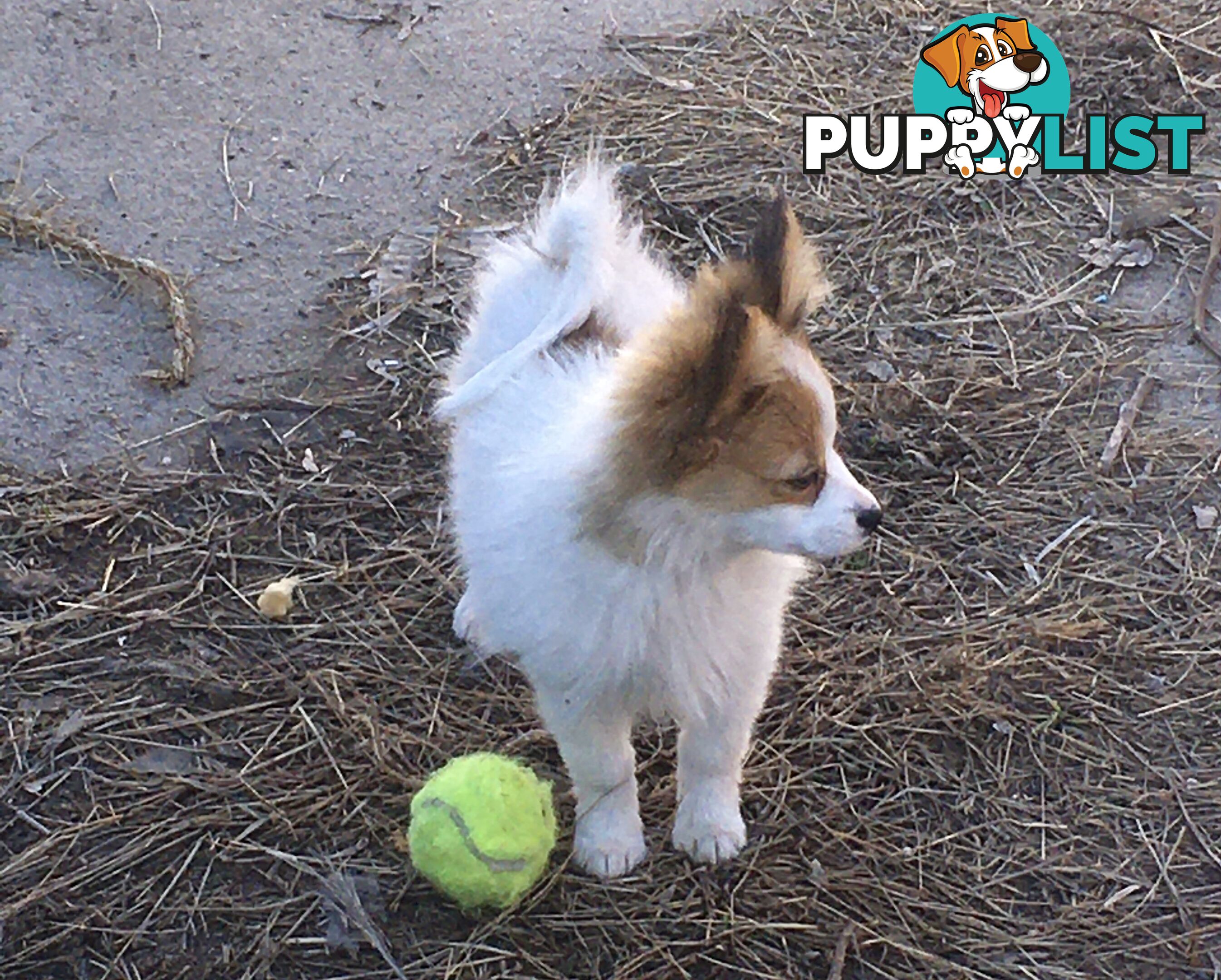 Papillon red and white male 8 months old