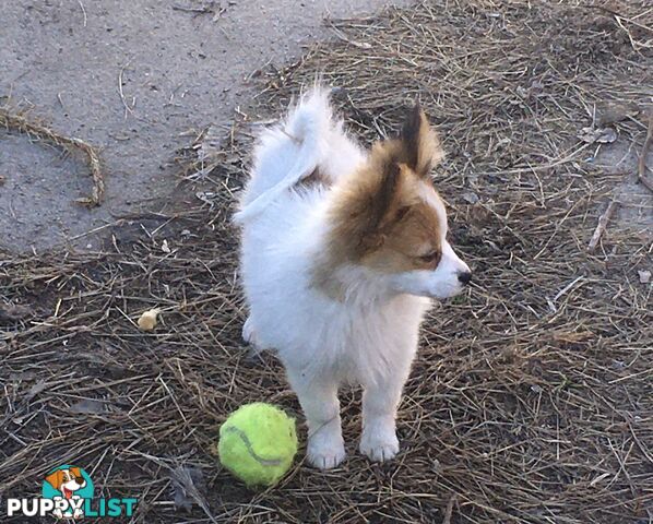 Papillon red and white male 8 months old