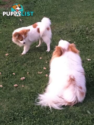 Papillon red and white male 8 months old