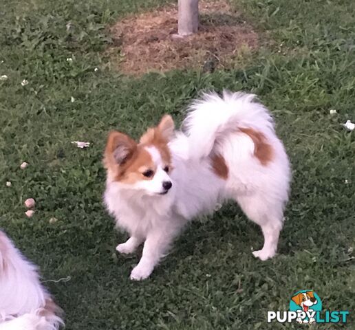 Papillon red and white male 8 months old