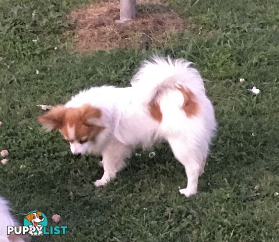 Papillon red and white male 8 months old