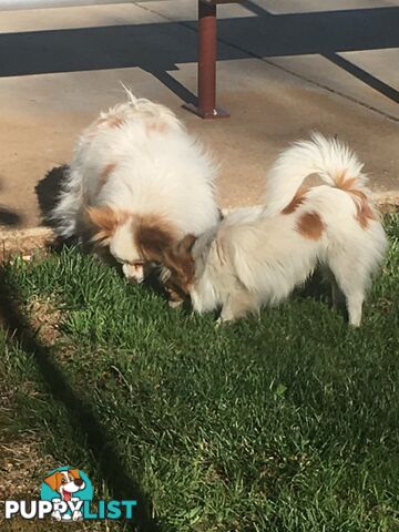 Papillon red and white male 8 months old