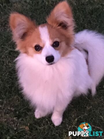 Papillon red and white male 8 months old