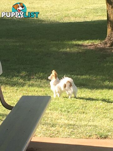 Papillon red and white male 8 months old