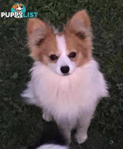 Papillon red and white male 8 months old