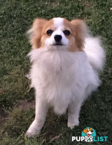 Papillon red and white male 8 months old