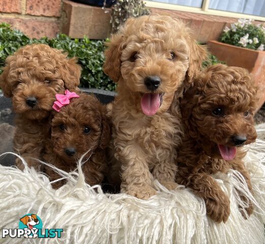 Purebred toypoodles